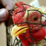 В Китае снова птичий грипп