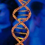 Ученые обнаружили ген мужского бесплодия